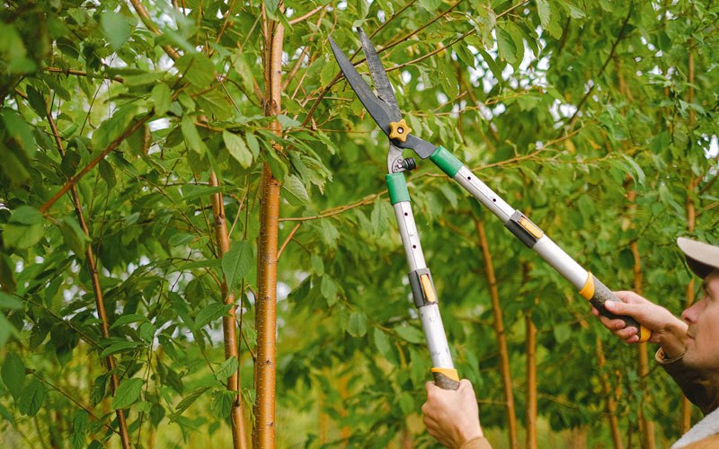 Tree trimming in Saint Bernice, IN