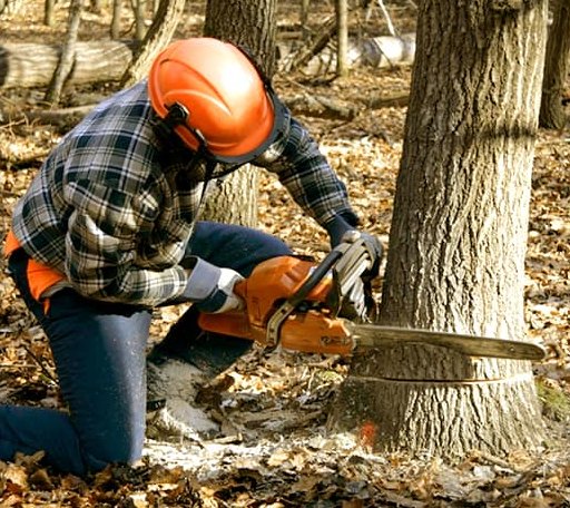 Tree Removal in Saint Bernice, IN